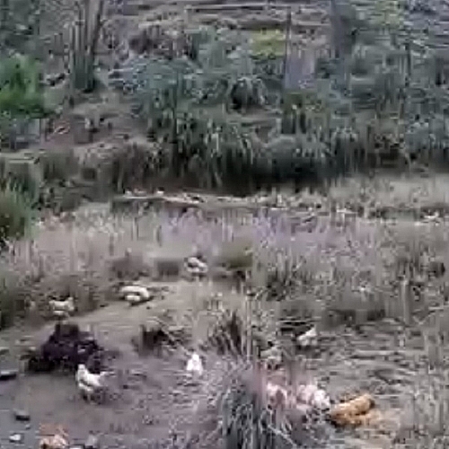 㶫Դػ